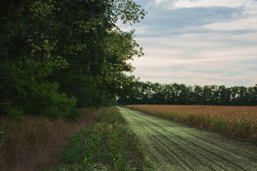 Fototapeta na wymiar Rural Landscape. Country Road at the Side of a Cornfield at Sunset. Summer Time