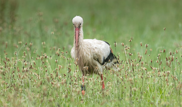storch im gras