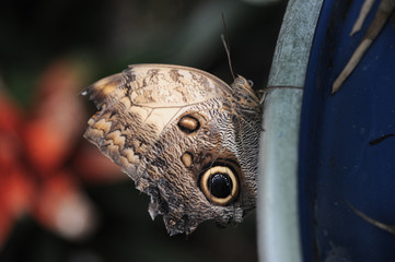 coloured butterfly 