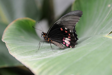 Fototapeta na wymiar coloured butterfly 