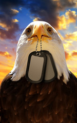 Naklejka premium Bald Eagle holds a dog tags in his beak, at the background sunset sky. Veterans Day Concept.