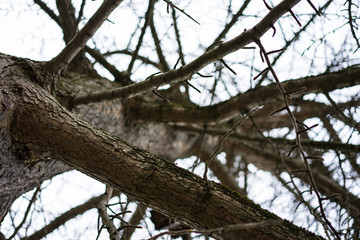 branch with no leaves of ginkgo biloba ginkgoaceae in winter
