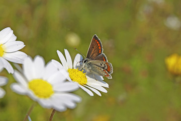 Papatya çiçeğinden beslenen Çokgözlü esmer kelebeği ( Polyommatus agestis ) © mylasa