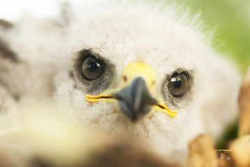 Fototapeta premium Portrait of a falcon nestling close-up.