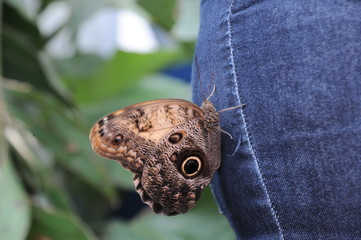 coloured butterfly 