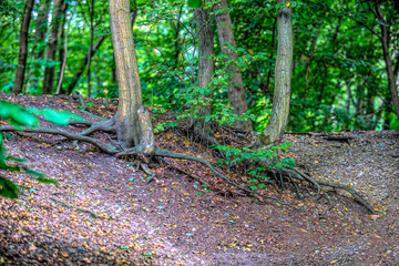 Series of  Tree Stump Images