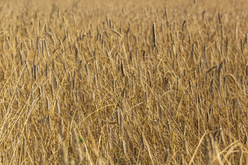 Wheat fields in hot summer day.