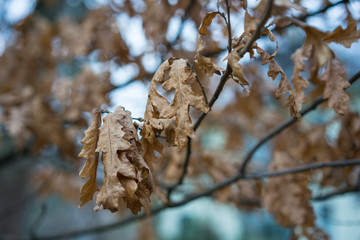 Tree in winter with brown leaves, Quercus Cerris