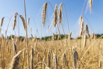 Ears of wheat against blue sky.