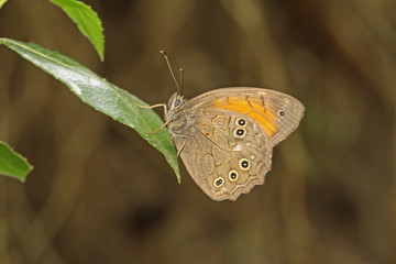 Bitki üzerinde Ağaç esmeri kelebeği ( Kirinia roxelana ) © mylasa