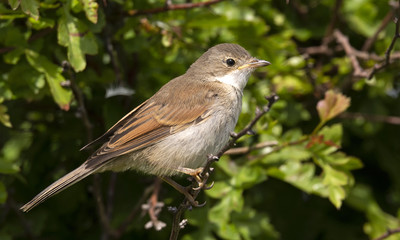 Whitethroat