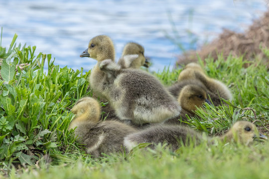 Graugänse am wasser