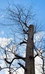 Big old tree trunk in nature