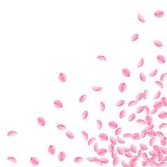 Sakura petals falling down. Romantic pink bright medium flowers. Thick flying cherry petals. Scatter