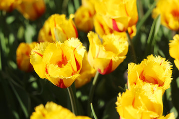 Fototapeta na wymiar Red and yellow double tulips