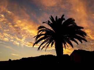 Silhouette of a palm tree against sunset sky