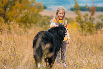 girl on walk with her four-legged friend on autumn fields Berner Sennenhund