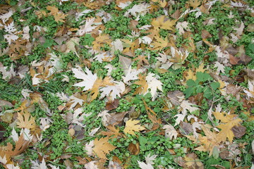 Fallen maple leaves on green grass