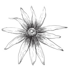 Vector hand drawing flower 5