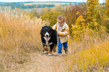 Naklejka na ściany i meble boy runs around with big dog on autumn hills of race Berner Sennenhund