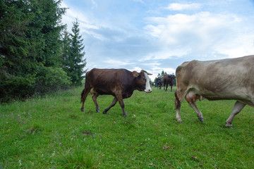 Cows on pastures in the mountains.