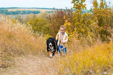 boy runs around with big dog on autumn hills of race Berner Sennenhund
