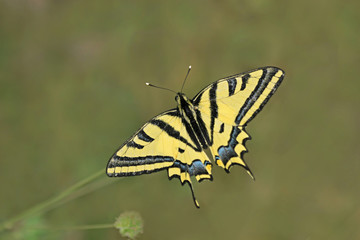 Kanatları açmış Kaplan kırlangıçkuyruk kelebeği ( Papilio alexanor )