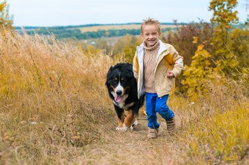 boy runs around with big dog on autumn hills of race Berner Sennenhund