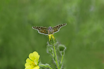 Çiçek üzerinde sarı bantlı zıpzıp ( Pyrgus sidae )
