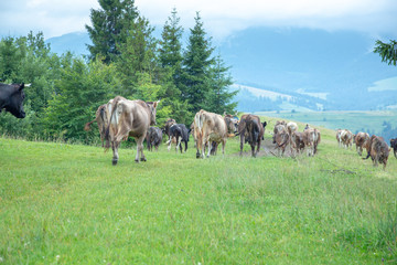 Naklejka na ściany i meble Cows on pastures in the mountains.