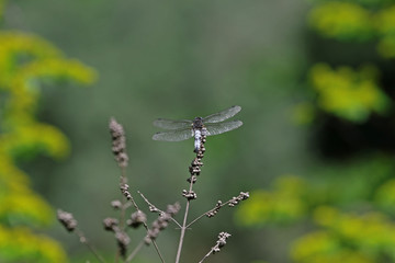 Bitki üzerinde dinlenen Yusufçuk böceği (dragonfly ) © mylasa
