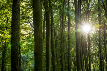 Fototapeta na wymiar Light from the sun shining through a thick forest