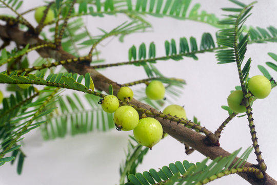 Makhampom on a white background is a medicinal herb used to treat sore throat