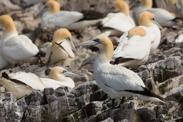 Northeern gannet (Morus bassanus) pair preening on nest site with plastic pollutioin