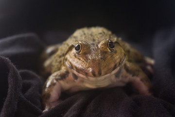 Big frog on black background on a night