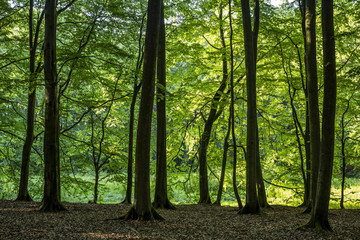 Obraz premium Scenic view through the forest