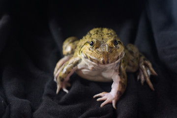 Big frog on black background on a night
