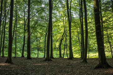 Obraz premium Scenic view through the thick forest