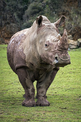 Obraz premium RINOCERONTE LLENO DE BARRO