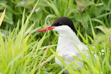 Arctic tern (Sterna paradisaea)  on nest