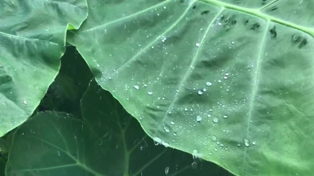 Calm of footage concept. Close-up raining on elephant ear leafs (Alocasia leave : plants with large heart-shaped leaves.) in slow motion. Footage of meditation for relaxing.