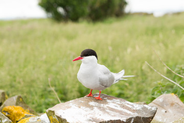 Arctic tern (Sterna paradisaea) perched on wall