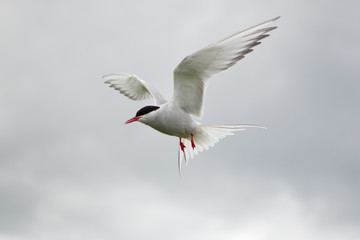Arctic tern (Sterna paradisaea) in flight, calling