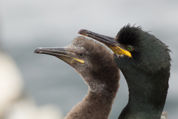 European shag (Phalacrocorax aristotelis) and young at nest site