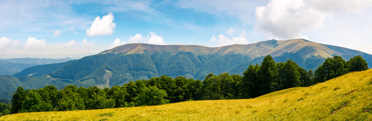 panoramic scene of a summer landscape. beautiful view of a beech forest on a grassy meadow and...