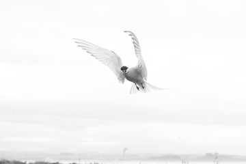 arctic tern (Sterna paradisaea) Calling whilst in flight