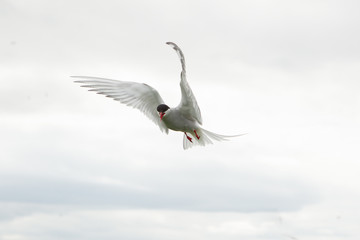 Arctic tern (Sterna paradisaea) Calling whilst in flight