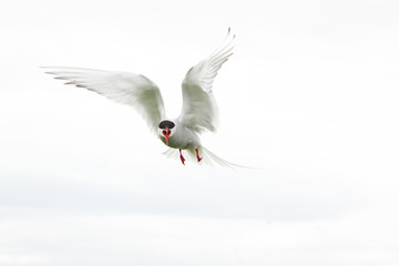 Arctic tern (Sterna paradisaea) Calling whilst in flight