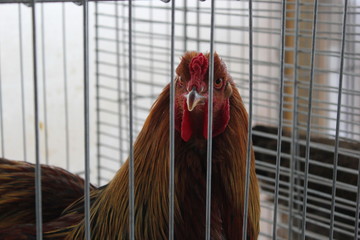 Hahn (Gockelhahn) in einem Käfig © rbkelle