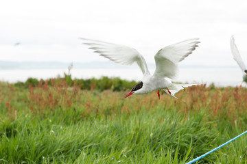 Arctic tern (Sterna paradisaea) Calling whilst in flight